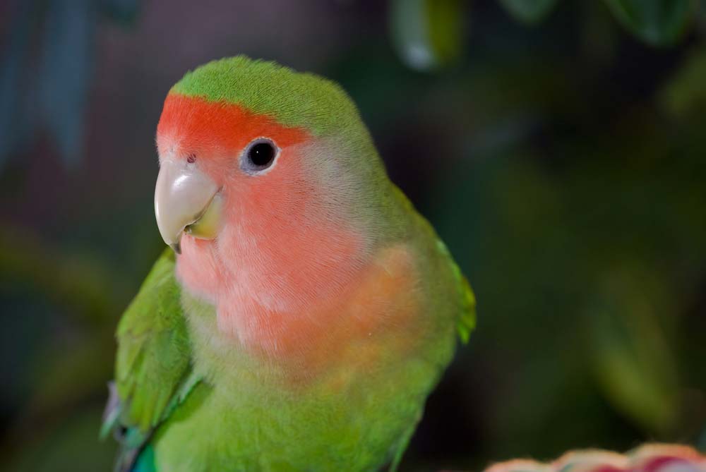 Peach Faced Lovebird Personality Food And Care Birds Magazine 