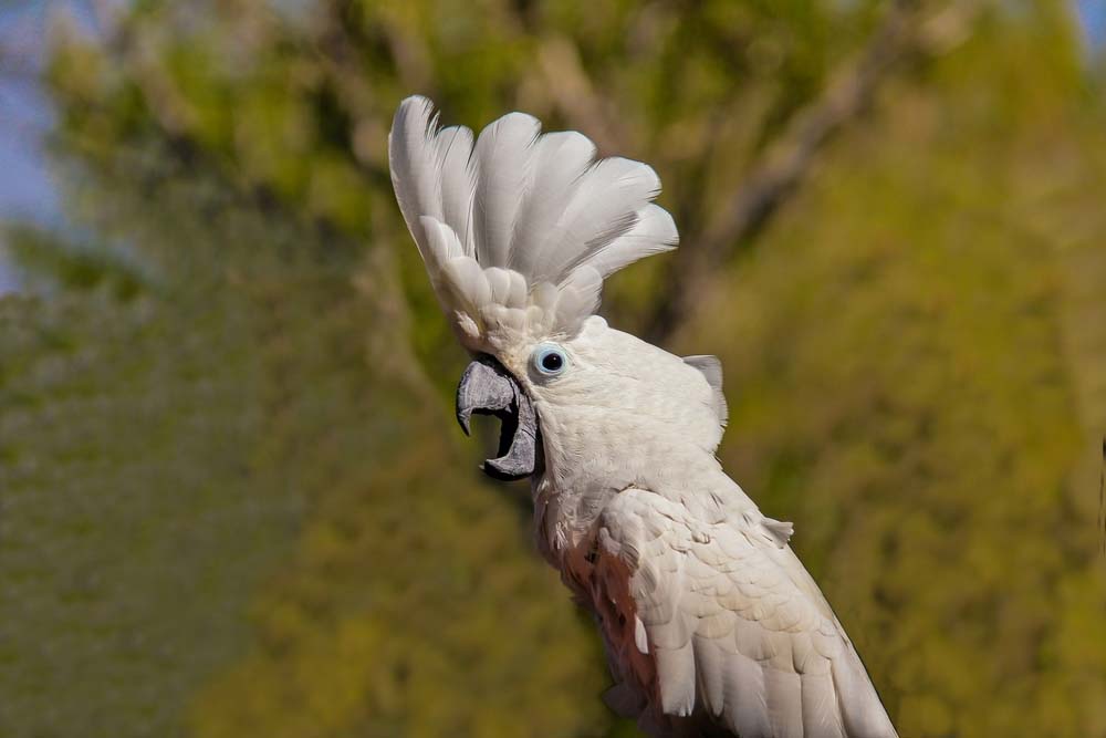 umbrella cockatoo bird for sale